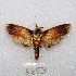  (Magulacra notodontoides - MACN-Bar-Lep-ct 08653)  @11 [ ] Copyright (2019) MACN Museo Argentino de Ciencias Naturales "Bernardino Rivadavia"