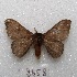  ( - MACN-Bar-Lep-ct 08658)  @11 [ ] Copyright (2019) MACN Museo Argentino de Ciencias Naturales "Bernardino Rivadavia"