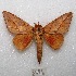 ( - MACN-Bar-Lep-ct 08696)  @13 [ ] Copyright (2019) MACN Museo Argentino de Ciencias Naturales "Bernardino Rivadavia"