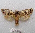  (Biocellata praeclara - MACN-Bar-Lep-ct 08706)  @11 [ ] Copyright (2019) MACN Museo Argentino de Ciencias Naturales "Bernardino Rivadavia"