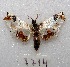  (Hositea regina - MACN-Bar-Lep-ct 08714)  @11 [ ] Copyright (2019) MACN Museo Argentino de Ciencias Naturales "Bernardino Rivadavia"