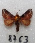  ( - MACN-Bar-Lep-ct 08763)  @11 [ ] Copyright (2019) MACN Museo Argentino de Ciencias Naturales "Bernardino Rivadavia"