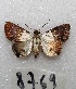  ( - MACN-Bar-Lep-ct 08769)  @11 [ ] Copyright (2019) MACN Museo Argentino de Ciencias Naturales "Bernardino Rivadavia"