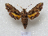  ( - MACN-Bar-Lep-ct 08880)  @11 [ ] Copyright (2022) MACN Museo Argentino de Ciencias Naturales "Bernardino Rivadavia"