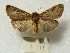 ( - MACN-Bar-Lep-ct 08941)  @11 [ ] Copyright (2022) MACN Museo Argentino de Ciencias Naturales "Bernardino Rivadavia"