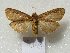  ( - MACN-Bar-Lep-ct 08945)  @11 [ ] Copyright (2022) MACN Museo Argentino de Ciencias Naturales "Bernardino Rivadavia"