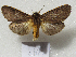  ( - MACN-Bar-Lep-ct 08947)  @11 [ ] Copyright (2022) MACN Museo Argentino de Ciencias Naturales "Bernardino Rivadavia"