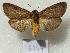  ( - MACN-Bar-Lep-ct 08951)  @11 [ ] Copyright (2022) MACN Museo Argentino de Ciencias Naturales "Bernardino Rivadavia"