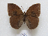  (Narope panniculus - MACN-Bar-Lep-ct 08960)  @11 [ ] Copyright (2022) MACN Museo Argentino de Ciencias Naturales "Bernardino Rivadavia"