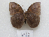  ( - MACN-Bar-Lep-ct 08962)  @11 [ ] Copyright (2022) MACN Museo Argentino de Ciencias Naturales "Bernardino Rivadavia"