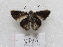  ( - MACN-Bar-Lep-ct 08989)  @11 [ ] Copyright (2022) MACN Museo Argentino de Ciencias Naturales "Bernardino Rivadavia"