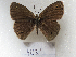  ( - MACN-Bar-Lep-ct 09034)  @11 [ ] Copyright (2022) MACN Museo Argentino de Ciencias Naturales "Bernardino Rivadavia"