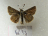  ( - MACN-Bar-Lep-ct 09038)  @11 [ ] Copyright (2022) MACN Museo Argentino de Ciencias Naturales "Bernardino Rivadavia"