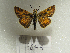  ( - MACN-Bar-Lep-ct 09049)  @11 [ ] Copyright (2022) MACN Museo Argentino de Ciencias Naturales "Bernardino Rivadavia"