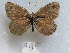  ( - MACN-Bar-Lep-ct 09119)  @11 [ ] Copyright (2022) MACN Museo Argentino de Ciencias Naturales "Bernardino Rivadavia"
