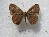  ( - MACN-Bar-Lep-ct 09127)  @11 [ ] Copyright (2022) MACN Museo Argentino de Ciencias Naturales "Bernardino Rivadavia"