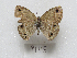  ( - MACN-Bar-Lep-ct 09145)  @11 [ ] Copyright (2022) MACN Museo Argentino de Ciencias Naturales "Bernardino Rivadavia"