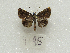  ( - MACN-Bar-Lep-ct 09195)  @11 [ ] Copyright (2022) MACN Museo Argentino de Ciencias Naturales "Bernardino Rivadavia"