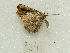  (Macrosoma albistria - MACN-Bar-Lep-ct 09241)  @11 [ ] Copyright (2022) MACN Museo Argentino de Ciencias Naturales "Bernardino Rivadavia"