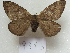  ( - MACN-Bar-Lep-ct 09313)  @11 [ ] Copyright (2022) MACN Museo Argentino de Ciencias Naturales "Bernardino Rivadavia"
