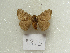  ( - MACN-Bar-Lep-ct 09315)  @11 [ ] Copyright (2022) MACN Museo Argentino de Ciencias Naturales "Bernardino Rivadavia"