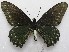  (Battus polystictus - MACN-Bar-Lep-ct 09343)  @11 [ ] Copyright (2022) MACN Museo Argentino de Ciencias Naturales "Bernardino Rivadavia"