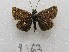  (Dardarina gaucha - MACN-Bar-Lep-ct 09363)  @11 [ ] Copyright (2022) MACN Museo Argentino de Ciencias Naturales "Bernardino Rivadavia"