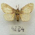 ( - MACN-Bar-Lep-ct 09634)  @11 [ ] Copyright (2024) MACN Museo Argentino de Ciencias Naturales "Bernardino Rivadavia"