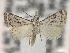  ( - BL-002)  @11 [ ] CreativeCommons - Attribution Share-Alike (2019) Unspecified Museum d'Histoire Naturelle, Geneve