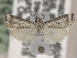  (Microcrambus arevaloi - BL-005)  @11 [ ] CreativeCommons - Attribution Share-Alike (2019) Unspecified Museum d'Histoire Naturelle, Geneve