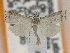  ( - BL-006)  @11 [ ] CreativeCommons - Attribution Share-Alike (2019) Unspecified Museum d'Histoire Naturelle, Geneve