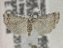  ( - BL-009)  @11 [ ] CreativeCommons - Attribution Share-Alike (2019) Unspecified Museum d'Histoire Naturelle, Geneve