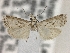  (Microcrambus jolas - BL-013)  @11 [ ] CreativeCommons - Attribution Share-Alike (2019) Unspecified Museum d'Histoire Naturelle, Geneve