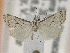  (Microcrambus elpenor - BL-021)  @11 [ ] CreativeCommons - Attribution Share-Alike (2019) Unspecified Museum d'Histoire Naturelle, Geneve