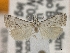  (Microcrambus strabelos - BL-022)  @11 [ ] CreativeCommons - Attribution Share-Alike (2019) Unspecified Museum d'Histoire Naturelle, Geneve