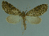 (Protosteira achroa - MNVD-11446-A10)  @13 [ ] CreativeCommons - Attribution Non-Commercial (2011) Timm Karisch Museum fuer Naturkunde und Vorgeschichte Dessau