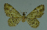  ( - MNVD-11446-B11)  @11 [ ] CreativeCommons - Attribution Non-Commercial (2011) Timm Karisch Museum fuer Naturkunde und Vorgeschichte Dessau