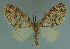  (Lobidiopteryx stulta - MNVD-11446-C02)  @13 [ ] CreativeCommons - Attribution Non-Commercial (2011) Timm Karisch Museum fuer Naturkunde und Vorgeschichte Dessau