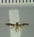  ( - MNVD-11449-F01)  @11 [ ] CreativeCommons - Attribution Non-Commercial (2018) T. Karisch MNVD