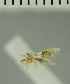  ( - MNVD-11449-G11)  @11 [ ] CreativeCommons - Attribution Non-Commercial (2018) T. Karisch MNVD
