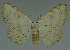  (Somatina sp - MNVD-11450-A04)  @14 [ ] CreativeCommons - Attribution Non-Commercial (2011) Timm Karisch Museum fuer Naturkunde und Vorgeschichte Dessau