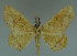  ( - MNVD-11450-A07)  @14 [ ] CreativeCommons - Attribution Non-Commercial (2011) Timm Karisch Museum fuer Naturkunde und Vorgeschichte Dessau