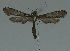  ( - MNVD-11450-B09)  @12 [ ] Copyright (2011) Timm Karisch Museum fuer Naturkunde und Vorgeschichte Dessau