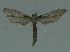  ( - MNVD-11450-B10)  @12 [ ] Copyright (2011) Timm Karisch Museum fuer Naturkunde und Vorgeschichte Dessau