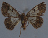  ( - MNVD-11450-D04)  @12 [ ] CreativeCommons - Attribution Non-Commercial (2011) Timm Karisch Museum fuer Naturkunde und Vorgeschichte Dessau