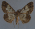  ( - MNVD-11450-D05)  @13 [ ] CreativeCommons - Attribution Non-Commercial (2011) Timm Karisch Museum fuer Naturkunde und Vorgeschichte Dessau