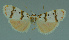  ( - MNVD-11450-E07)  @12 [ ] CreativeCommons - Attribution Non-Commercial (2011) Timm Karisch Museum fuer Naturkunde und Vorgeschichte Dessau