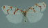  ( - MNVD-11450-F03)  @13 [ ] CreativeCommons - Attribution Non-Commercial (2011) Timm Karisch Museum fuer Naturkunde und Vorgeschichte Dessau