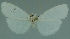  ( - MNVD-11450-F08)  @12 [ ] CreativeCommons - Attribution Non-Commercial (2011) Timm Karisch Museum fuer Naturkunde und Vorgeschichte Dessau