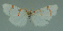  ( - MNVD-11450-F10)  @13 [ ] CreativeCommons - Attribution Non-Commercial (2011) Timm Karisch Museum fuer Naturkunde und Vorgeschichte Dessau